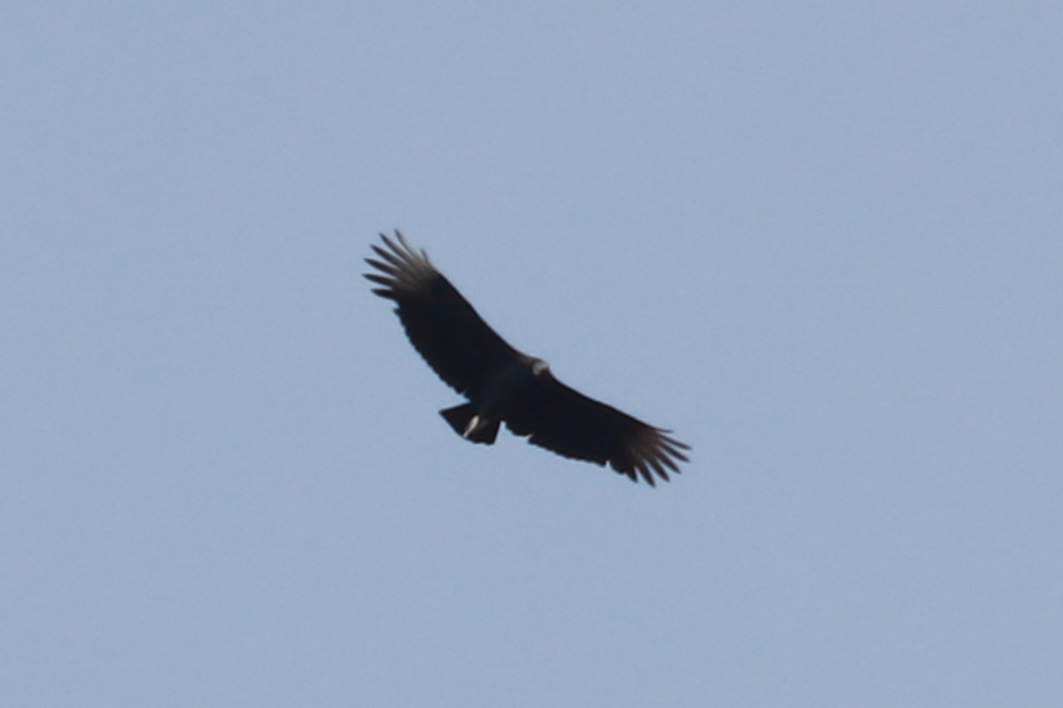 Black Vulture - ML625626127