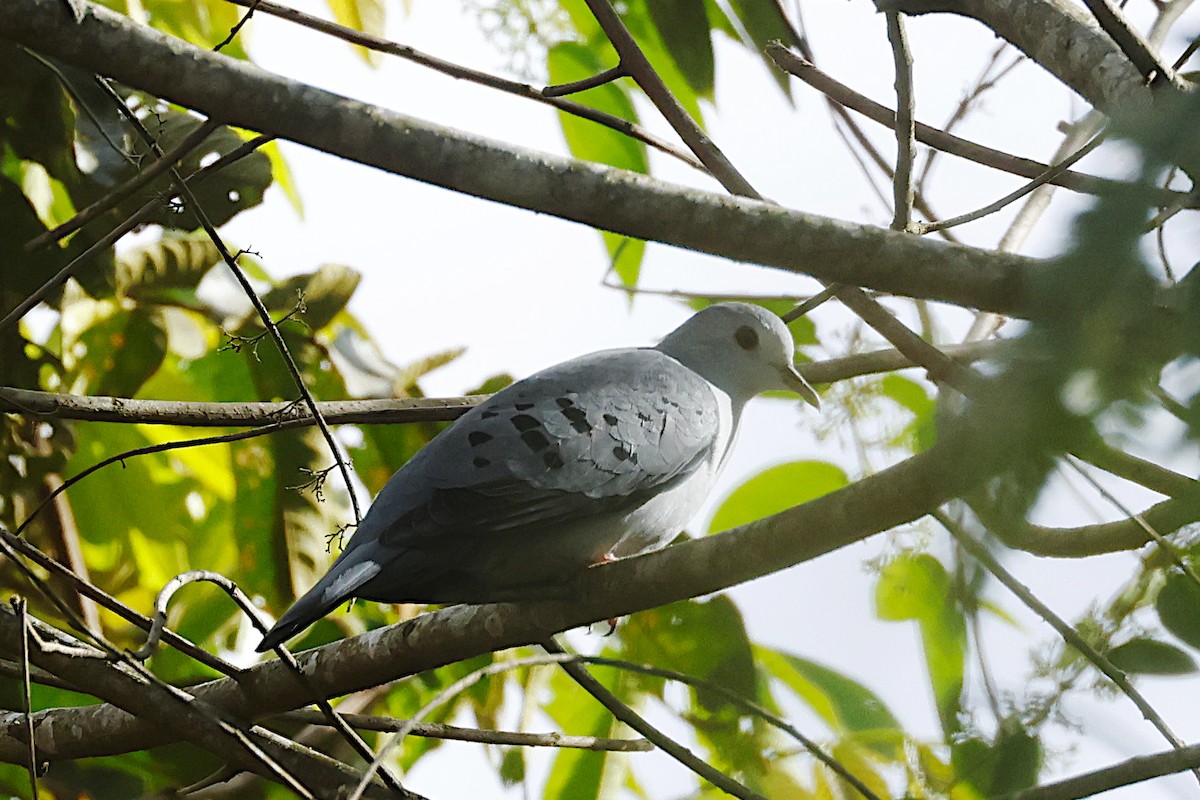 Blue Ground Dove - Lyle Hamilton