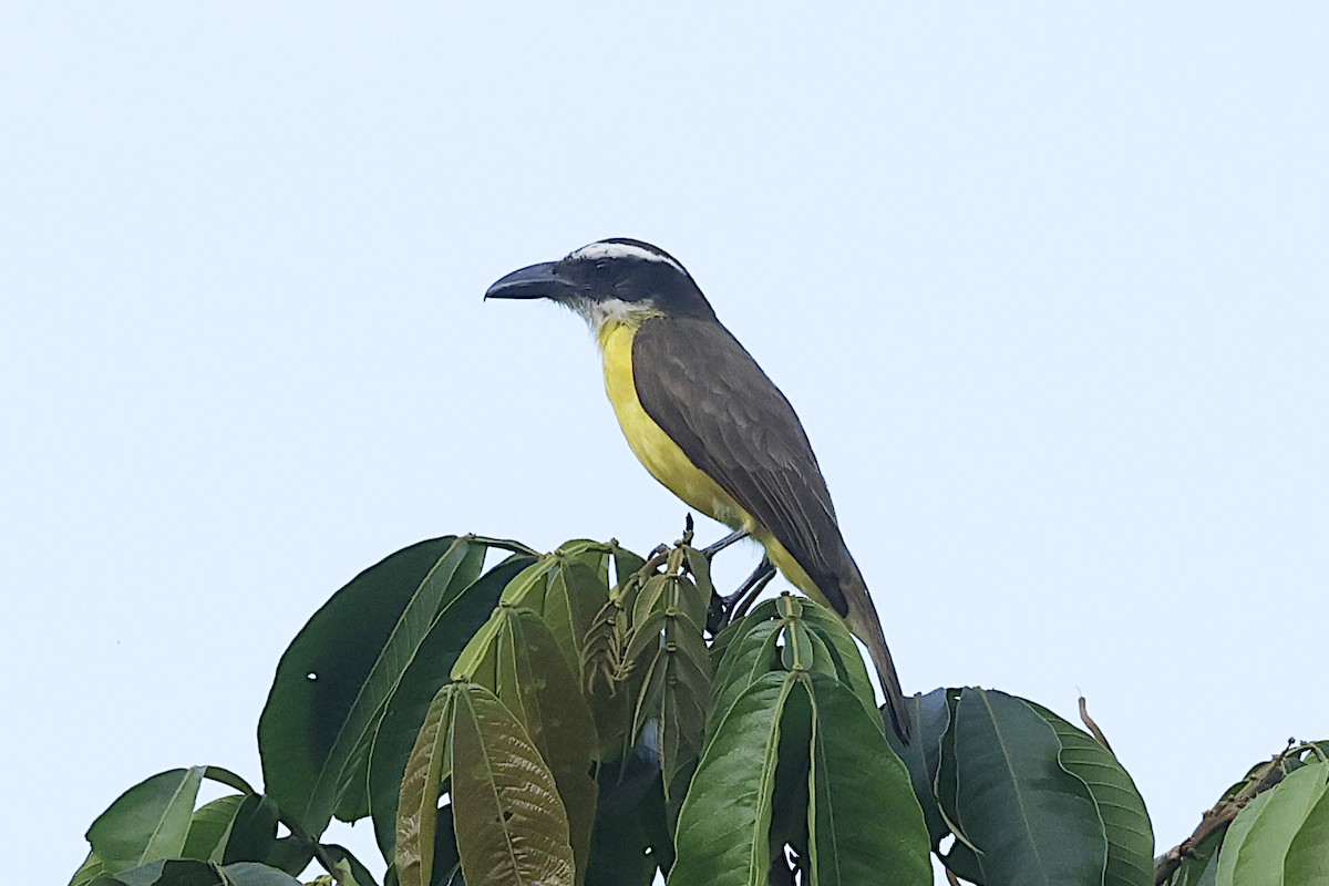 Boat-billed Flycatcher - Lyle Hamilton