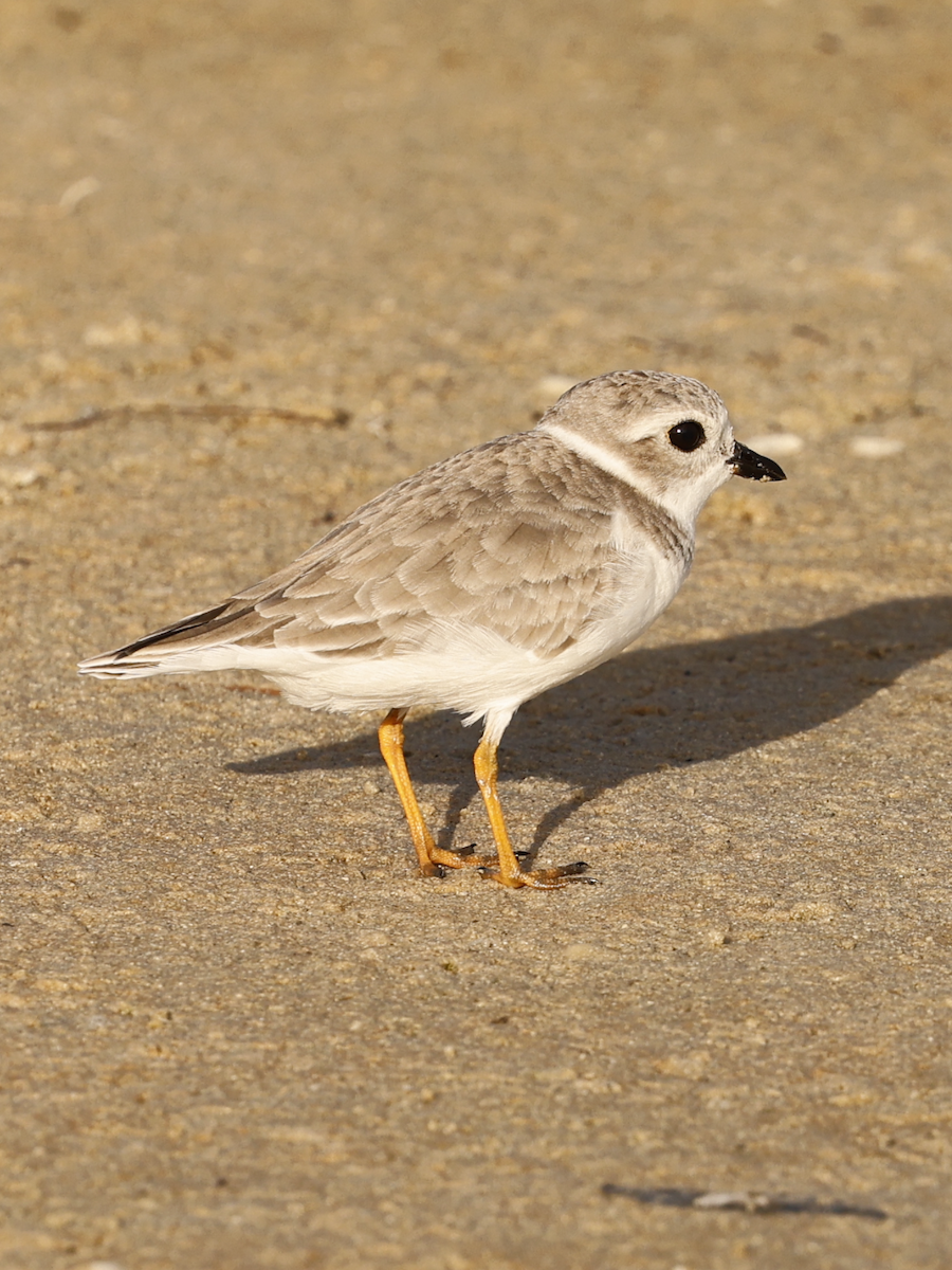 Piping Plover - ML625626243