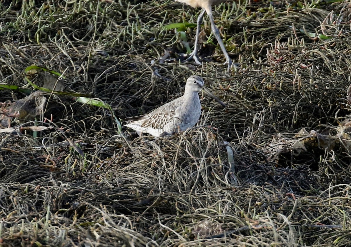 Short-billed Dowitcher - ML625626335