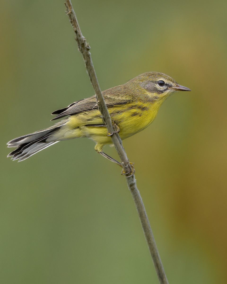 Prairie Warbler - ML625626357