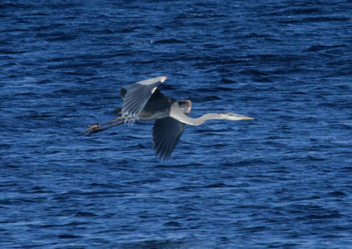 Great Blue Heron - ML625626383