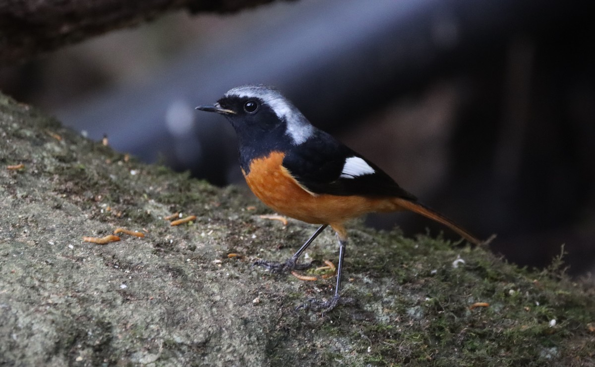 Daurian Redstart - ML625626398