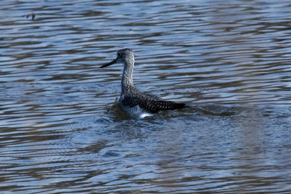 Greater Yellowlegs - ML625626406