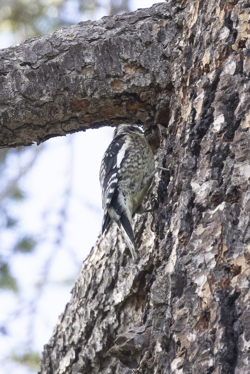 Yellow-bellied Sapsucker - ML625626415