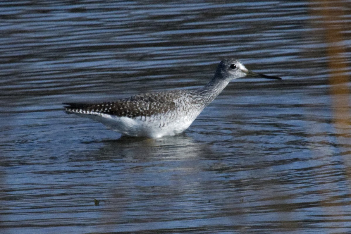 Greater Yellowlegs - ML625626419