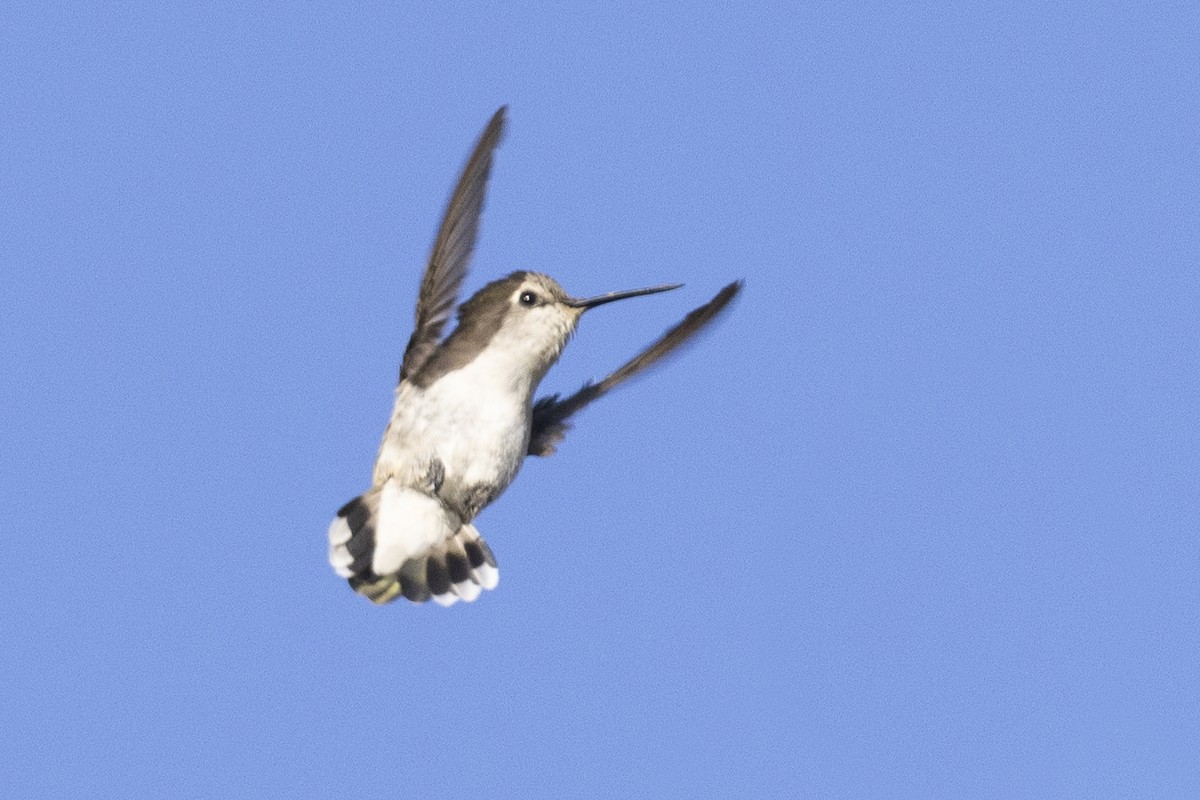 Costa's Hummingbird - ML625626431