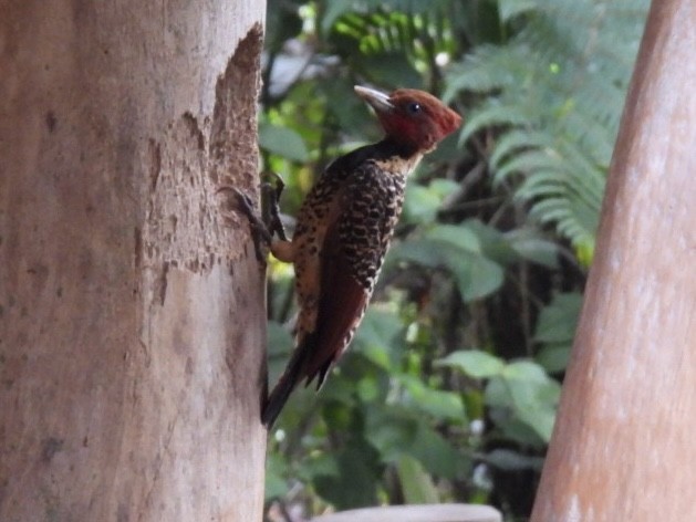 Rufous-headed Woodpecker - ML625626439