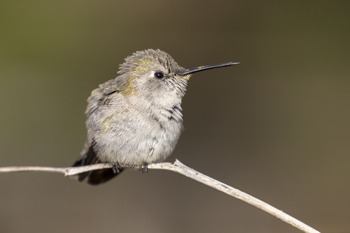 Costa's Hummingbird - ML625626536
