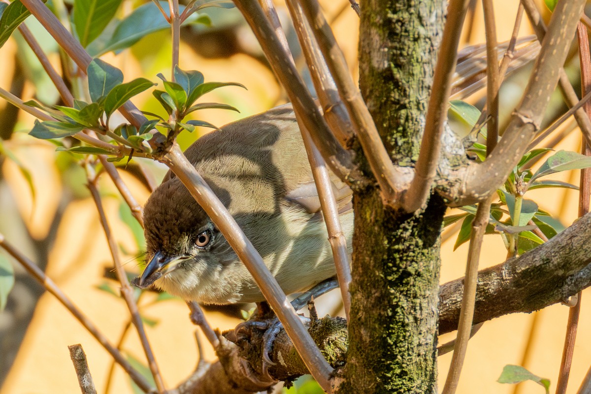 Terrestrial Brownbul - ML625626634