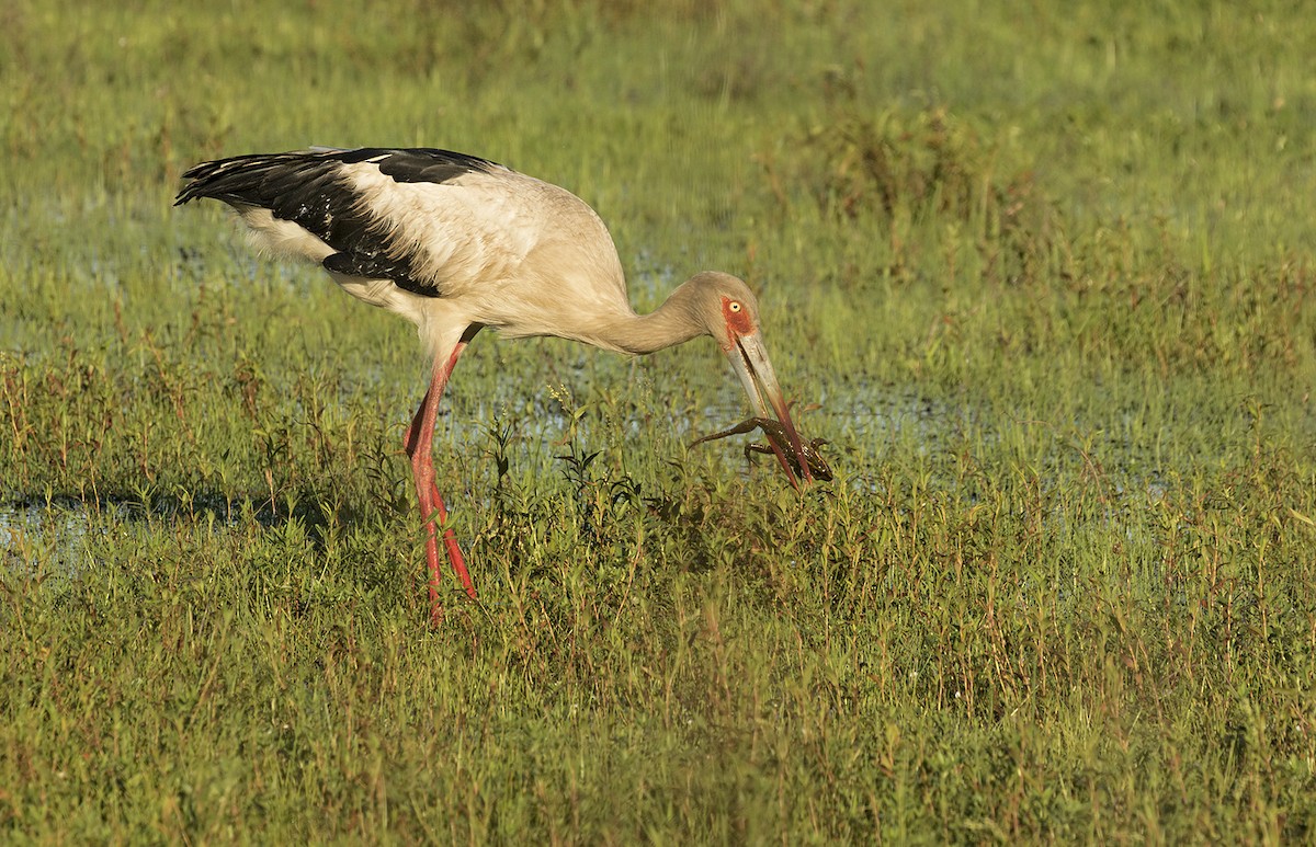 Maguari Stork - ML625626637