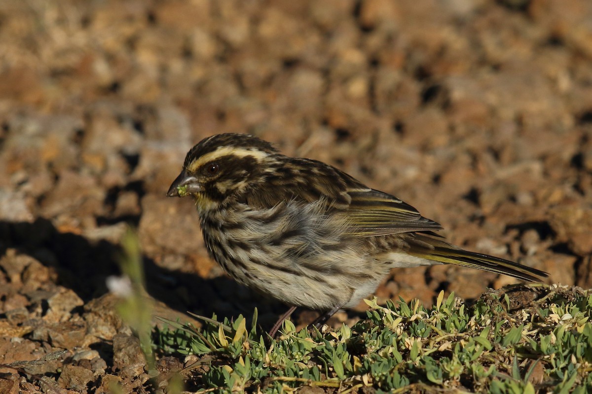 Streaky Seedeater - ML625626908