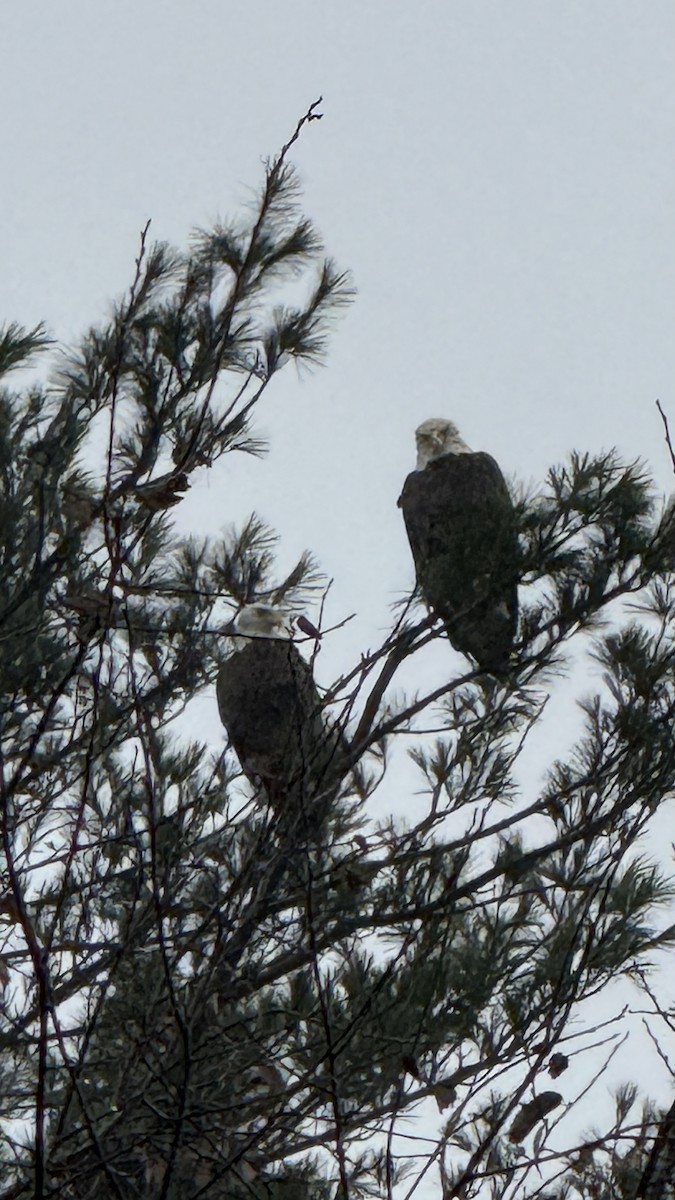 Bald Eagle - ML625626938