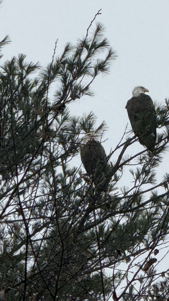 Bald Eagle - ML625626939