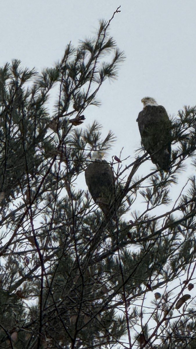 Bald Eagle - ML625626940