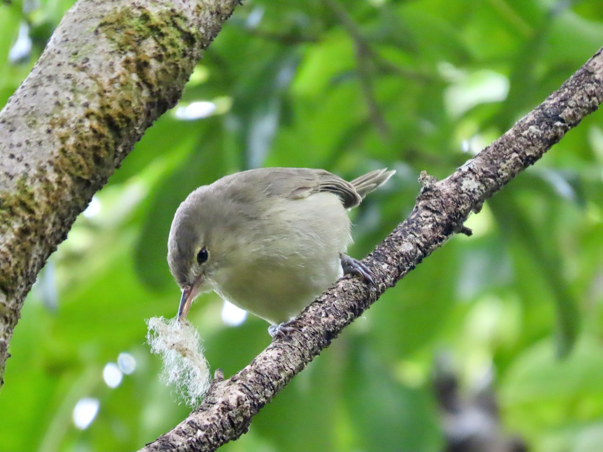 Rodrigues Warbler - ML625627387