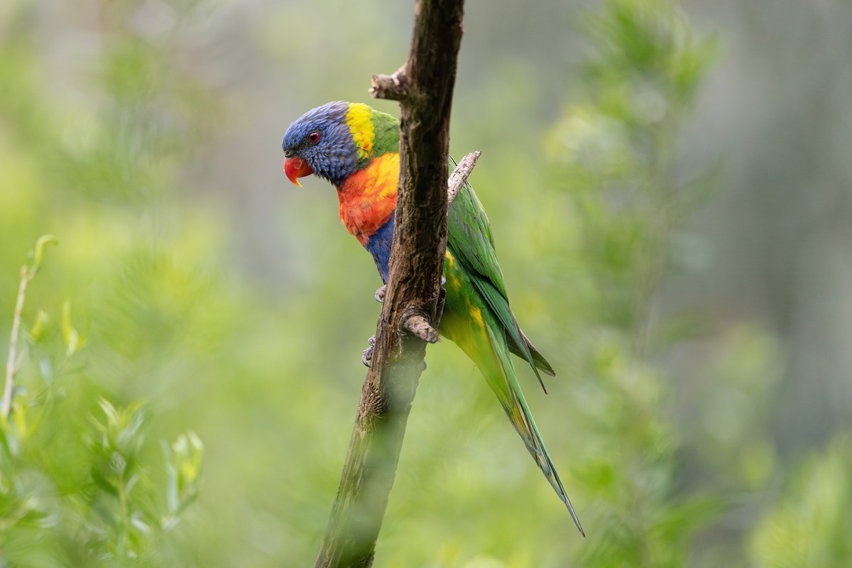 Rainbow Lorikeet - ML625627483