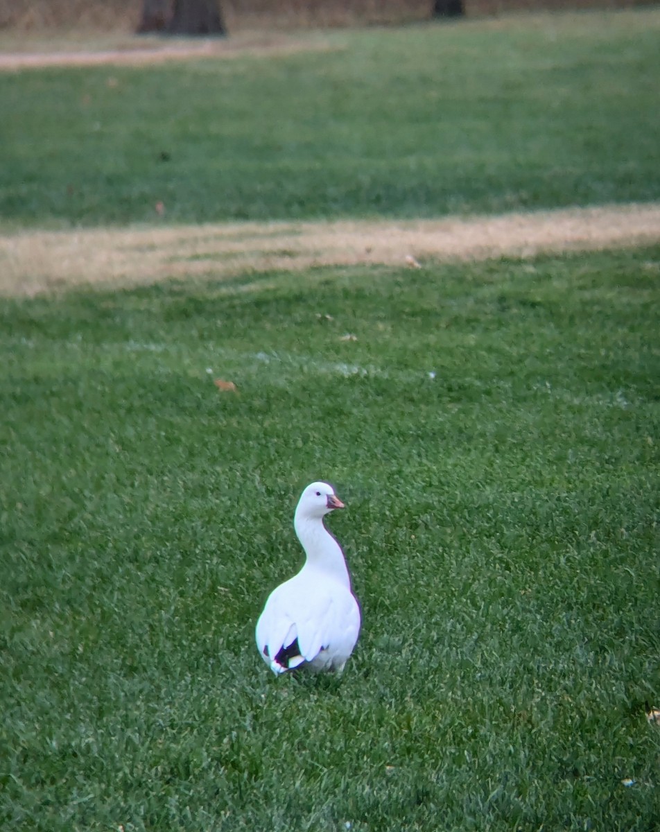 Ross's Goose - ML625627500