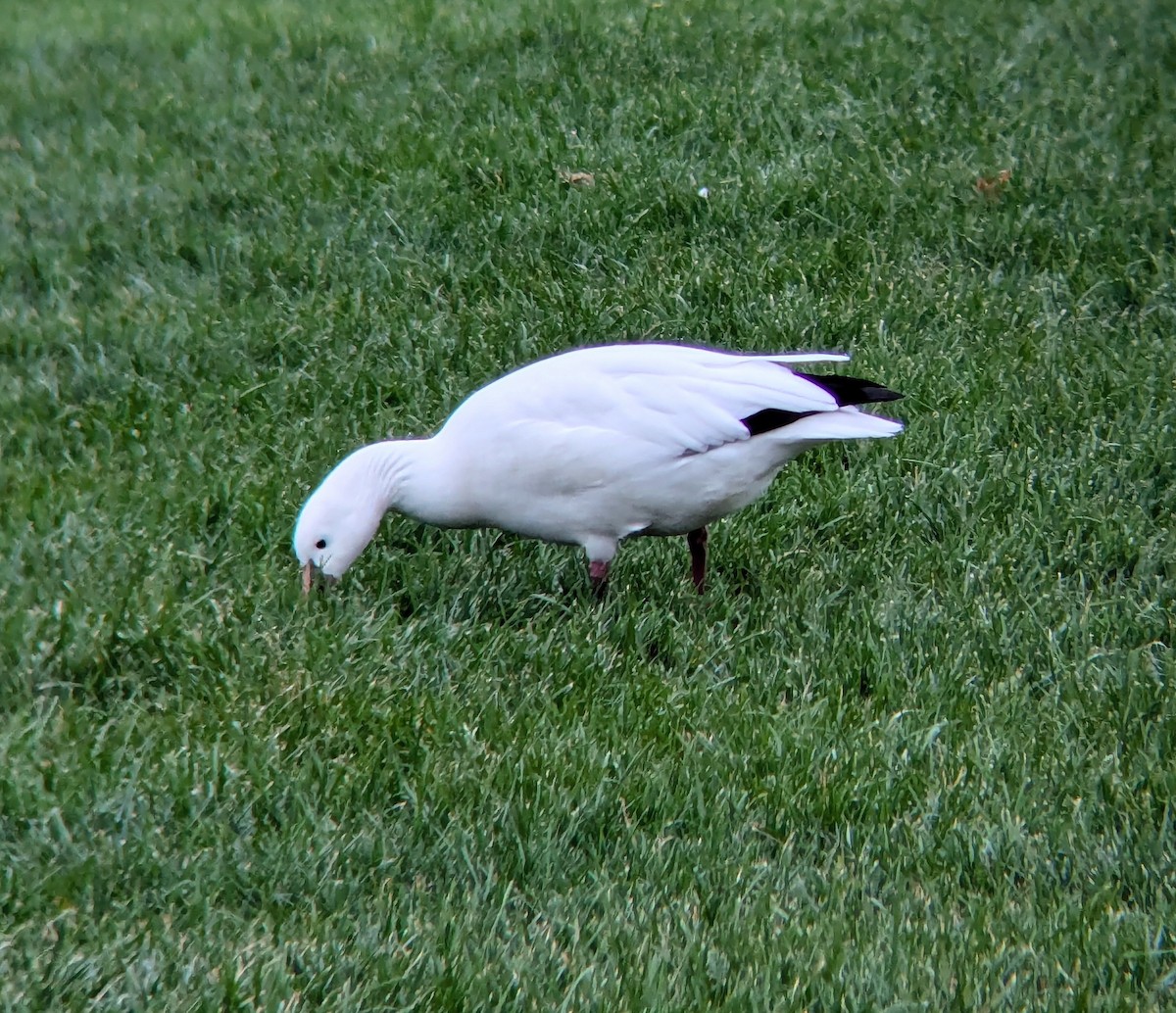 Ross's Goose - ML625627501