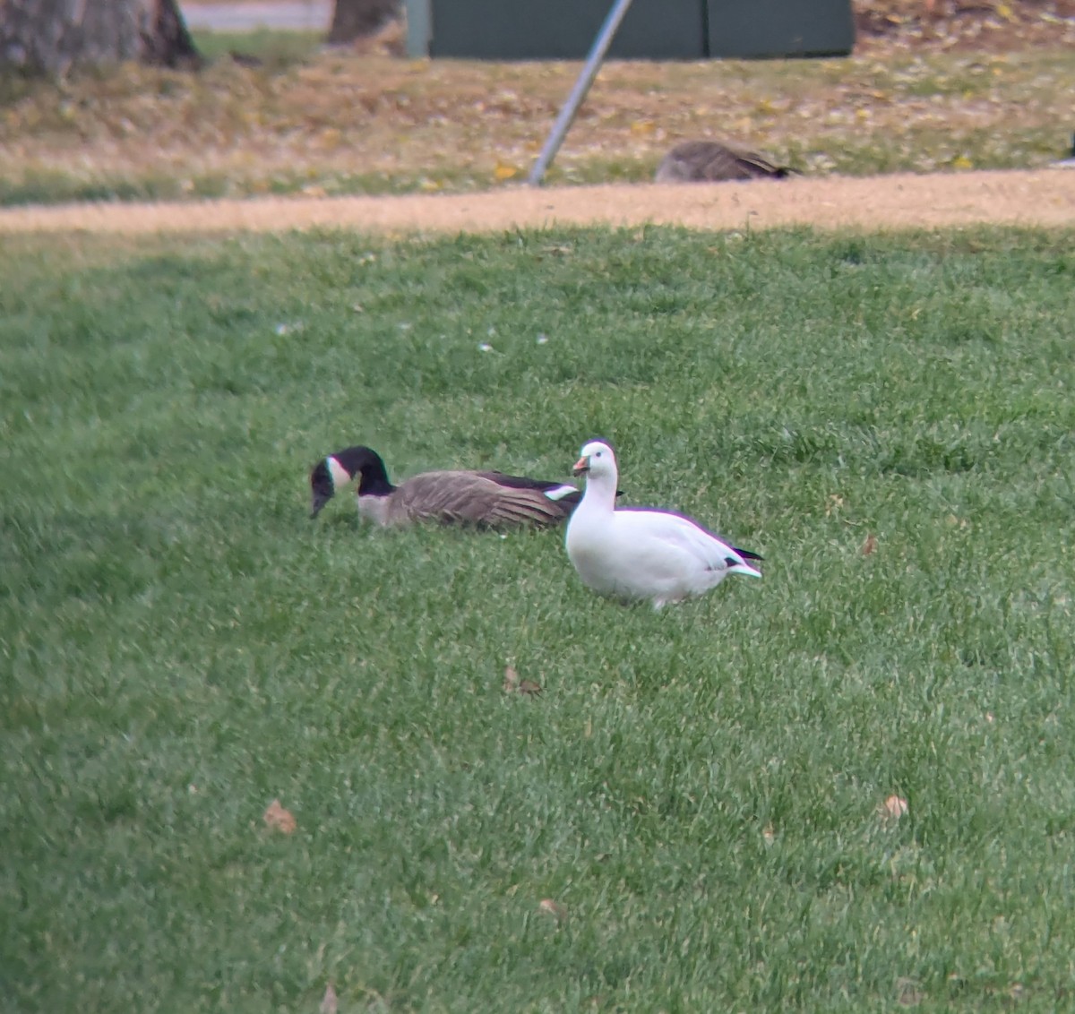 Ross's Goose - ML625627504