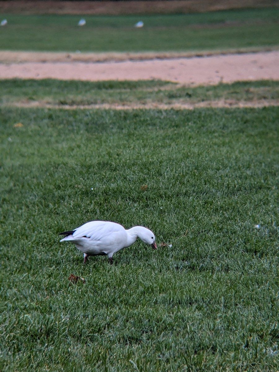 Ross's Goose - ML625627505