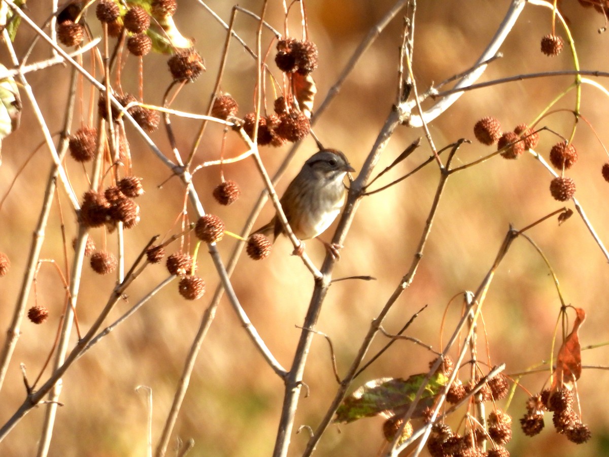 Swamp Sparrow - ML625627591