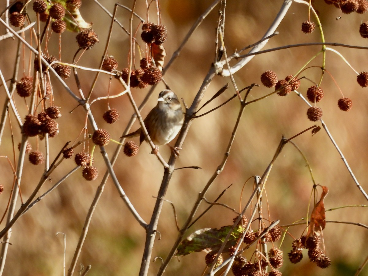 Swamp Sparrow - ML625627592