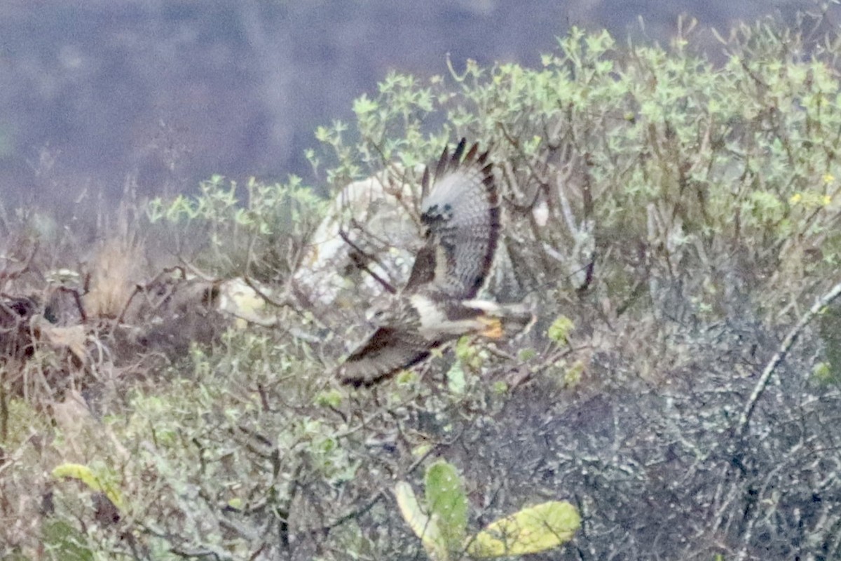 Common Buzzard (Canary Is.) - ML625627595