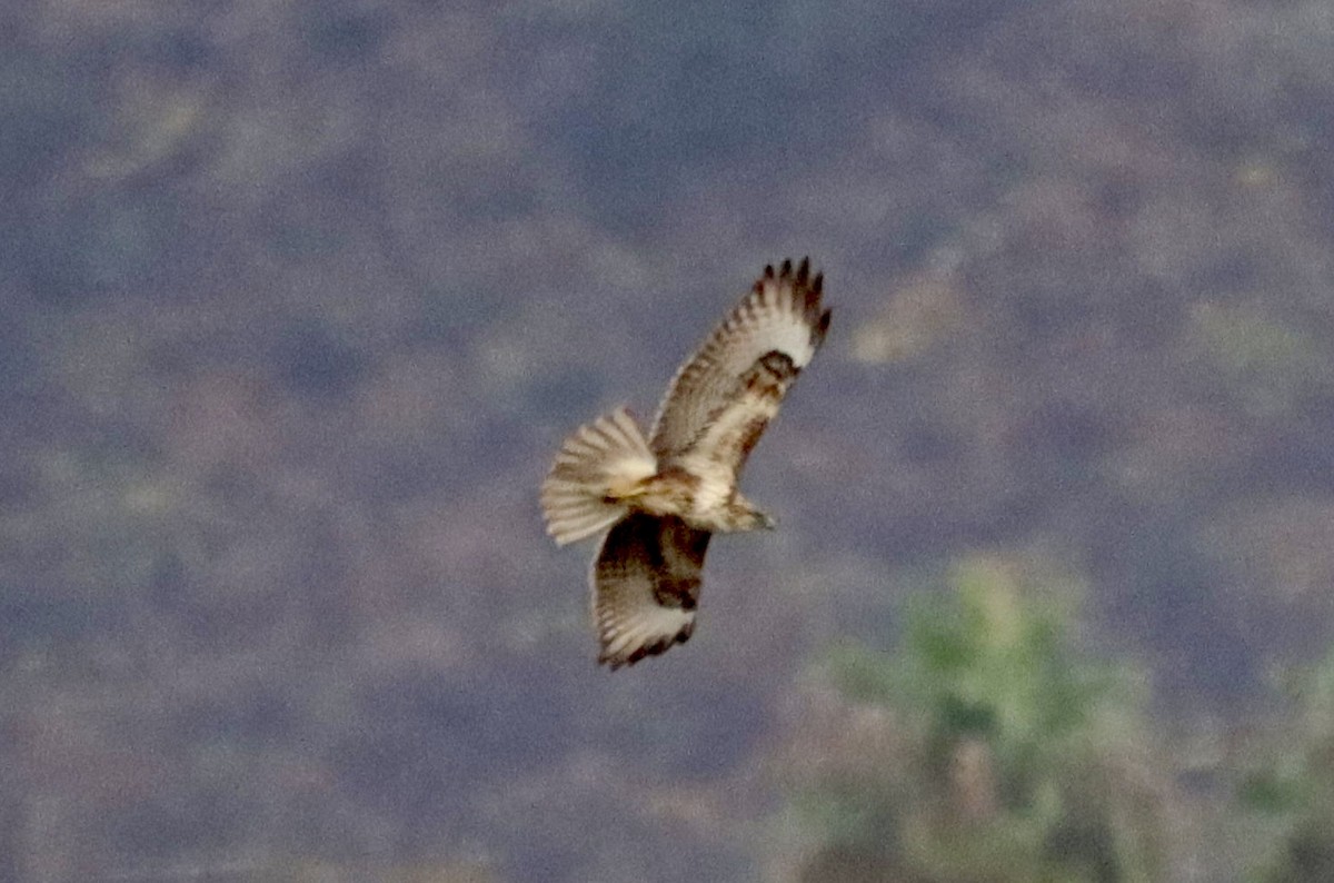 Common Buzzard (Canary Is.) - ML625627596