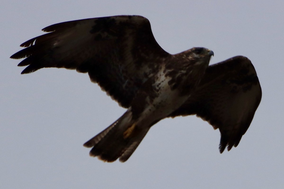 Common Buzzard (Canary Is.) - ML625627597