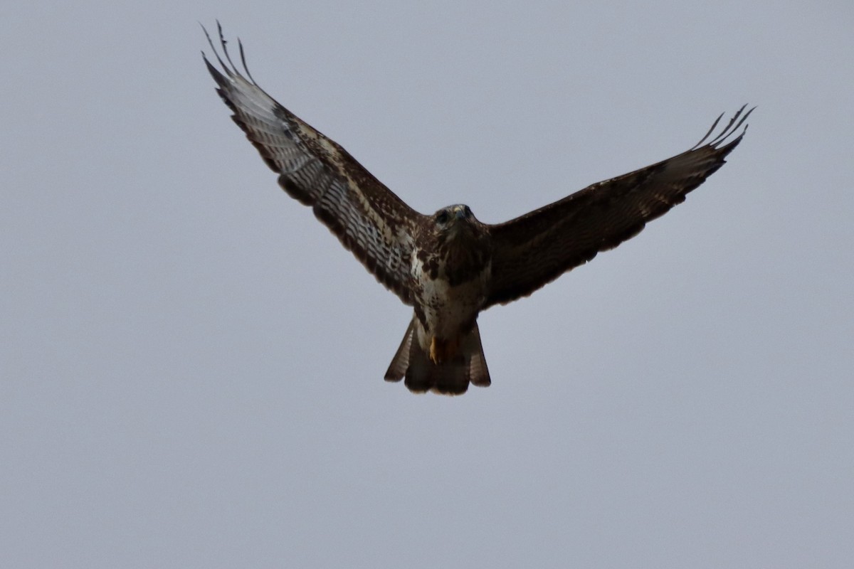 Common Buzzard (Canary Is.) - ML625627598