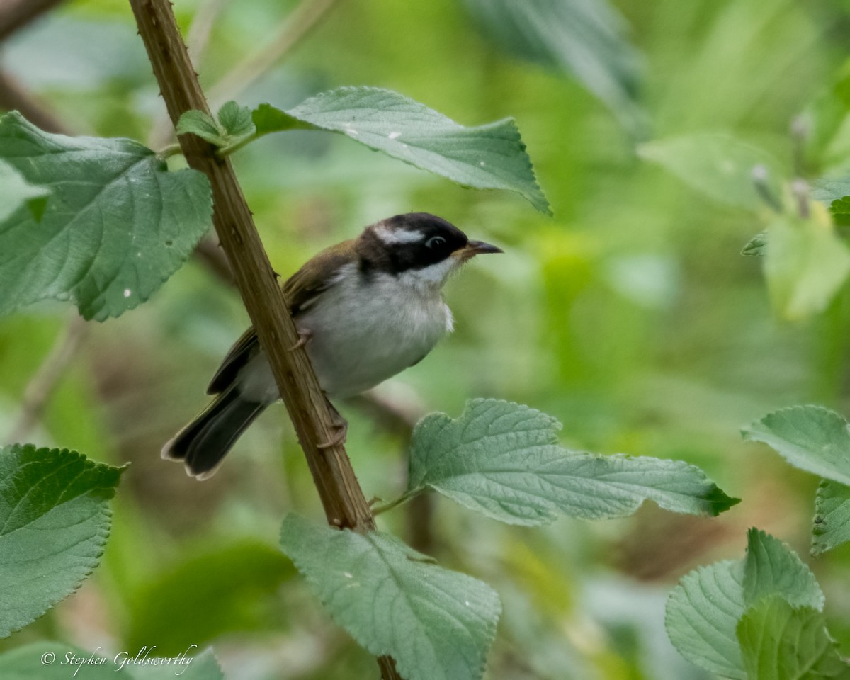 White-throated Honeyeater - ML625627769