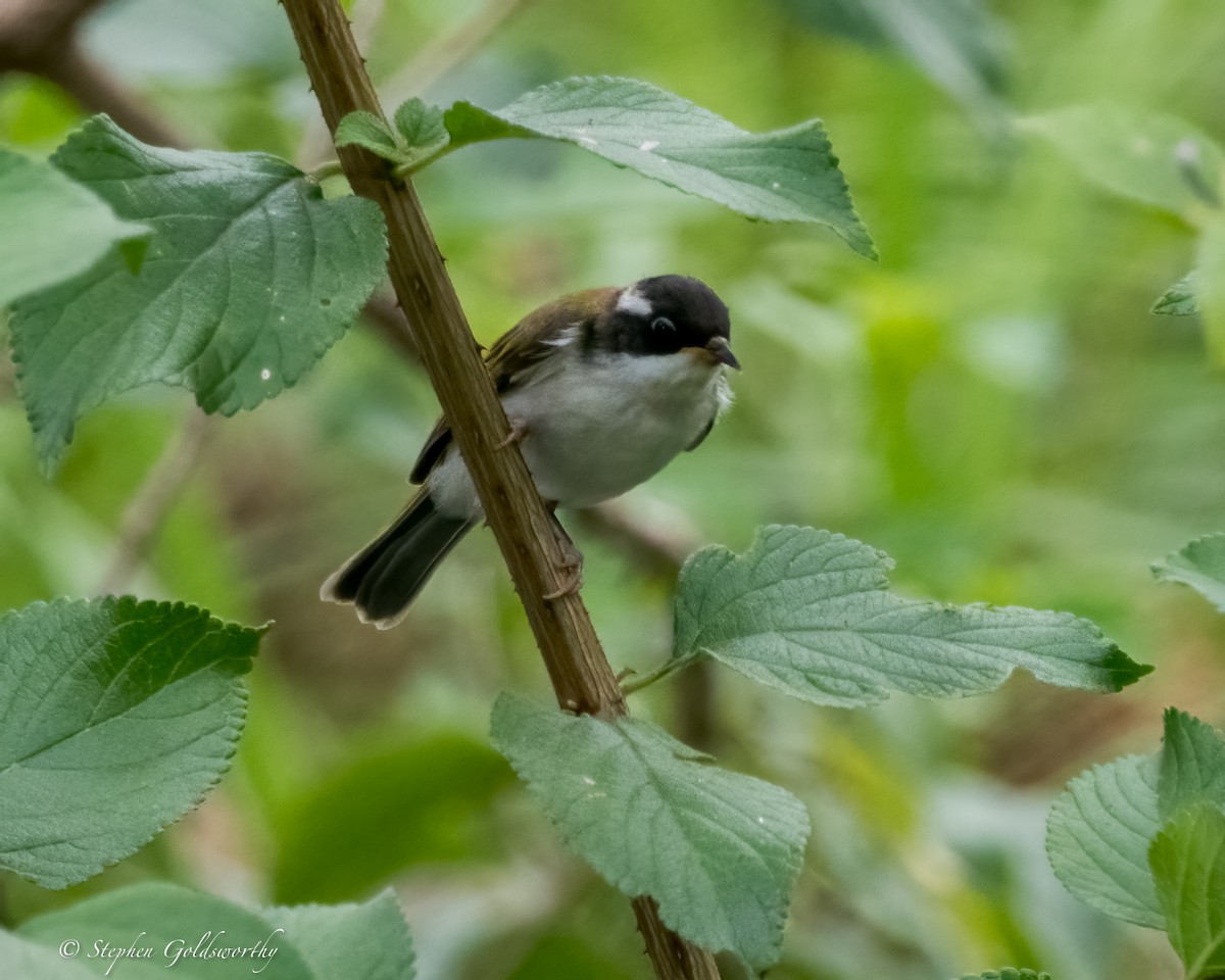 White-throated Honeyeater - ML625627770