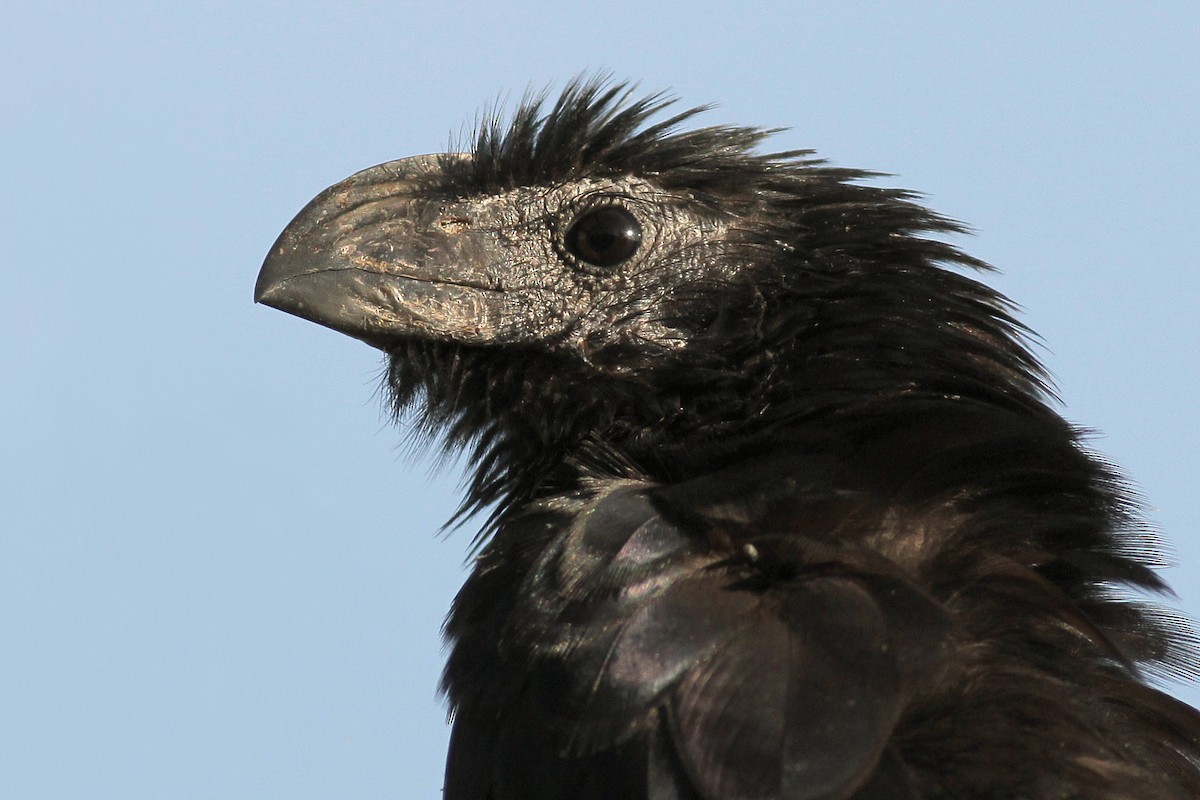 Groove-billed Ani - ML625627900