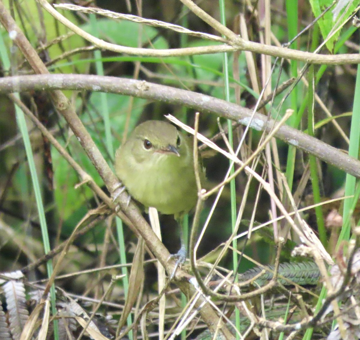 Malagasy Brush-Warbler (Anjouan) - ML625627951