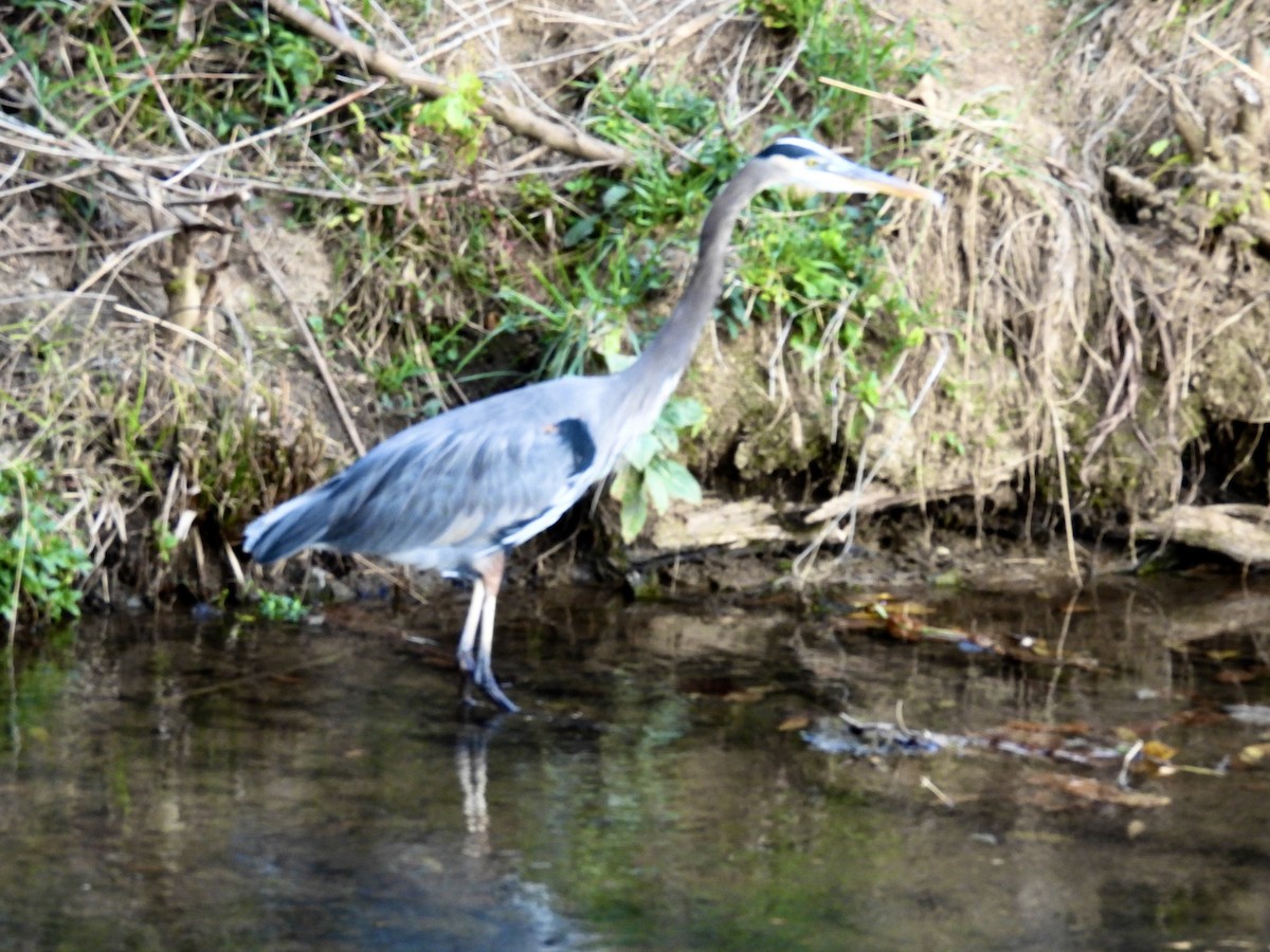 volavka velká - ML625628004