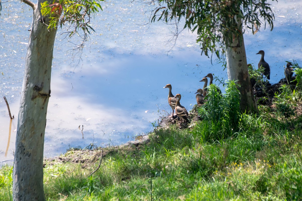 Plumed Whistling-Duck - ML625628024