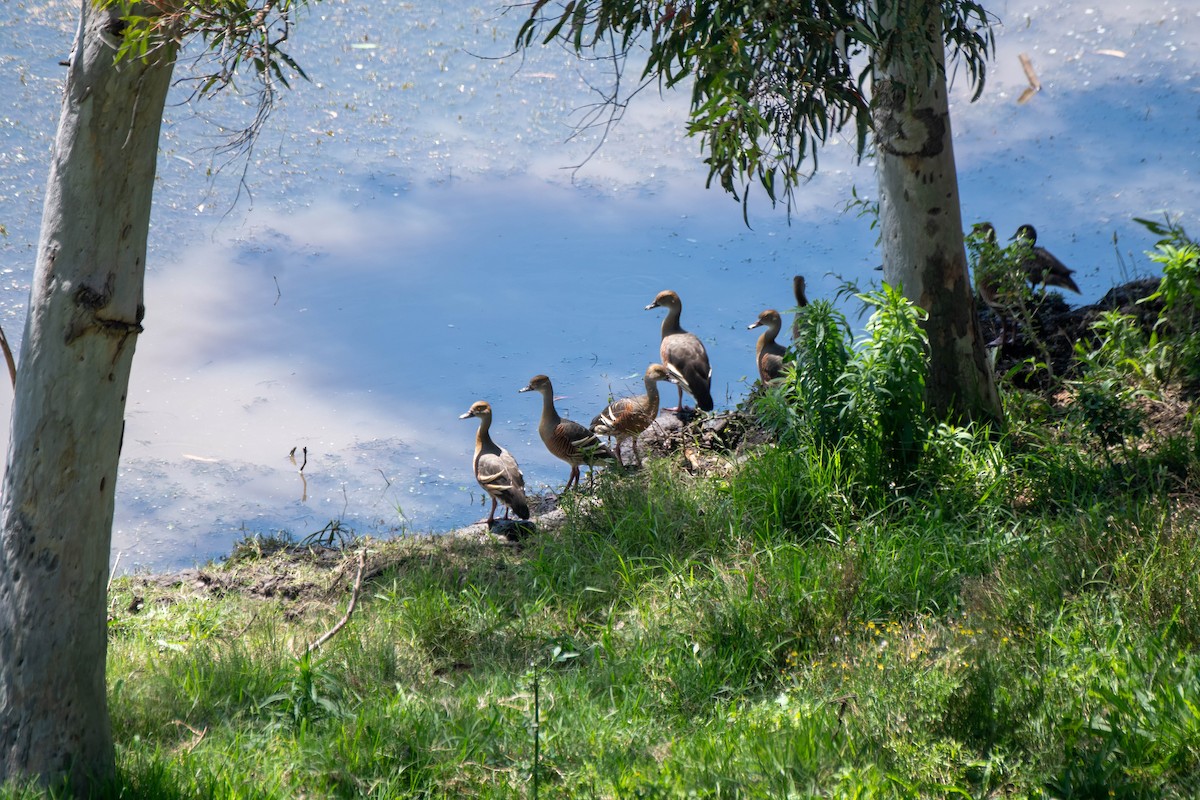 Plumed Whistling-Duck - ML625628025