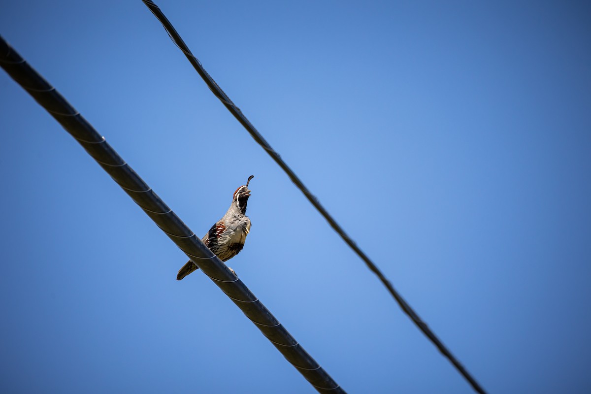 Gambel's Quail - ML625628063