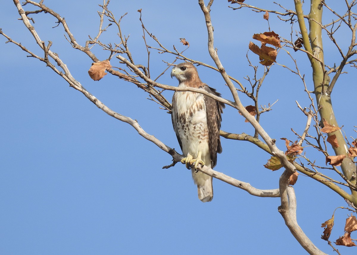 Rotschwanzbussard - ML625628096