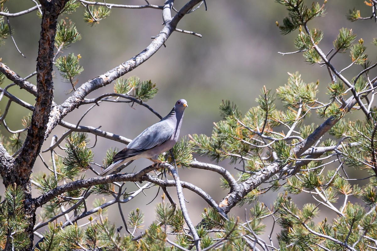 Band-tailed Pigeon - ML625628146