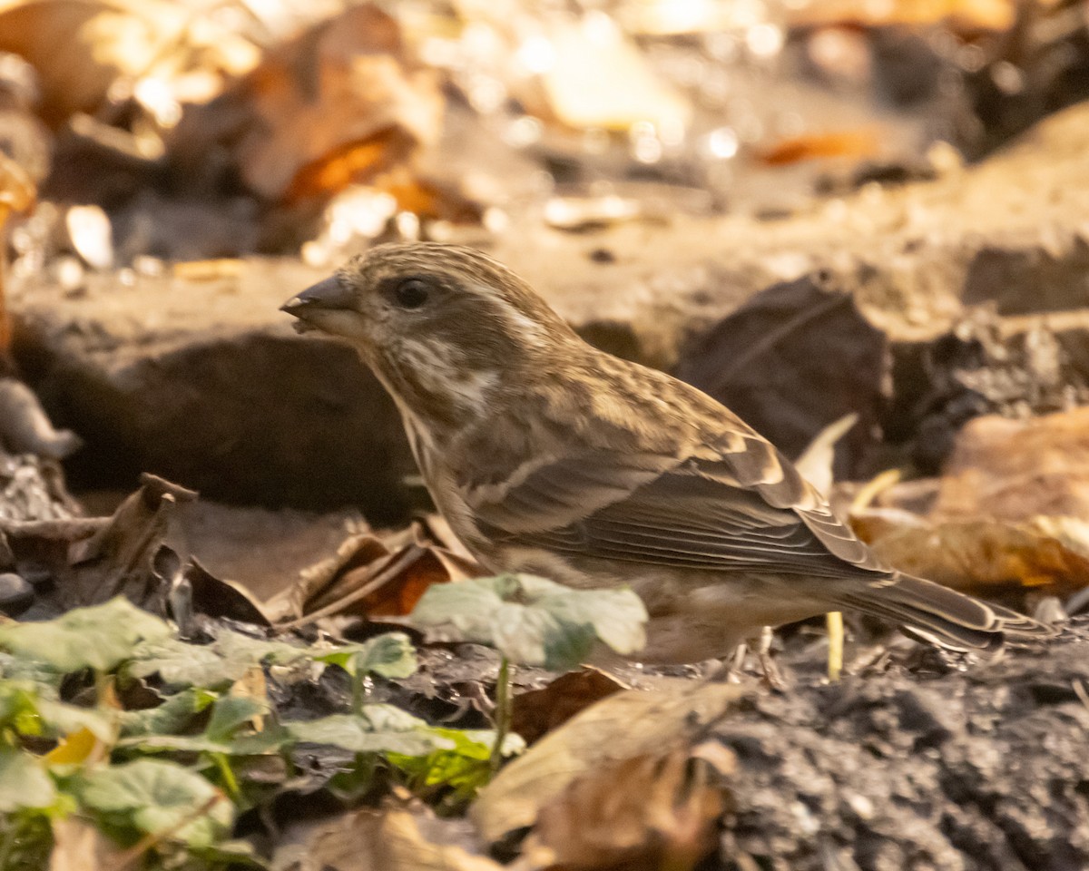 Purple Finch - Evan Speck