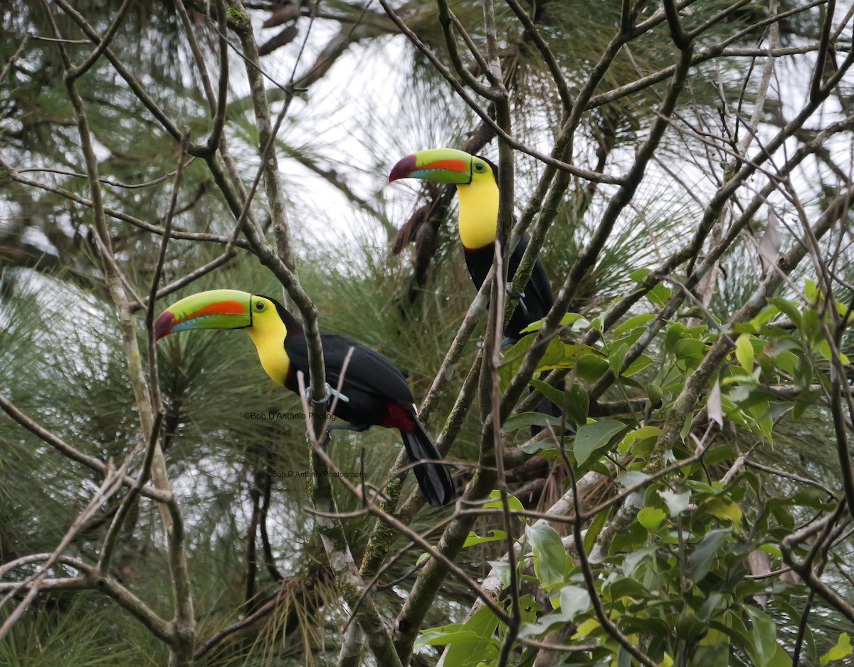 Keel-billed Toucan - ML625628244