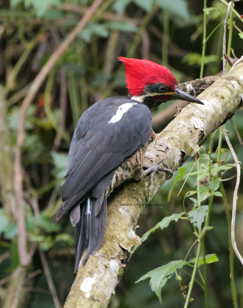 Lineated Woodpecker - ML625628257