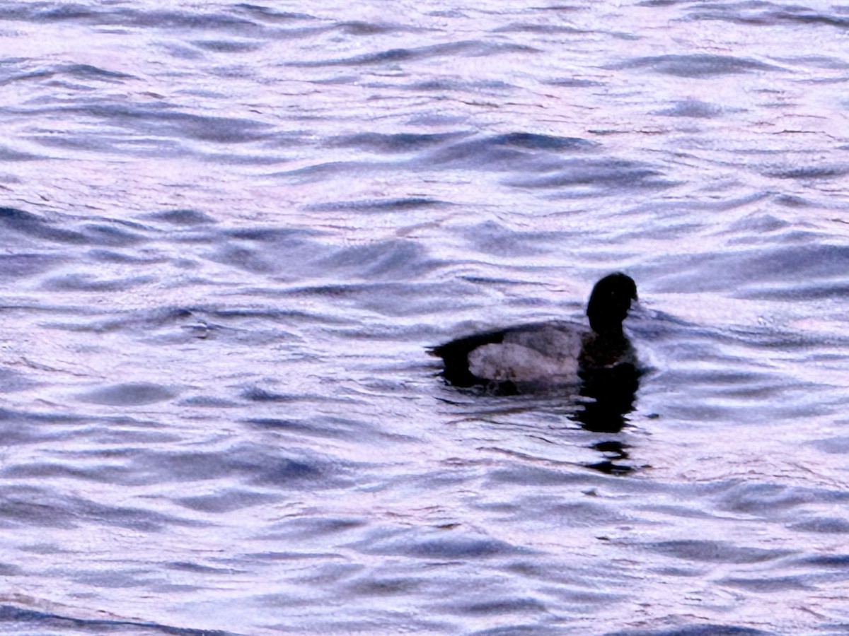 Greater Scaup - ML625628259