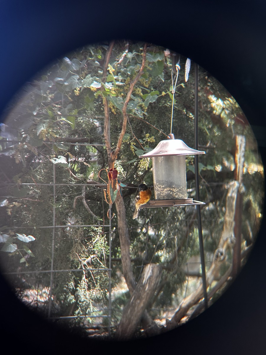 Black-headed Grosbeak - ML625628291