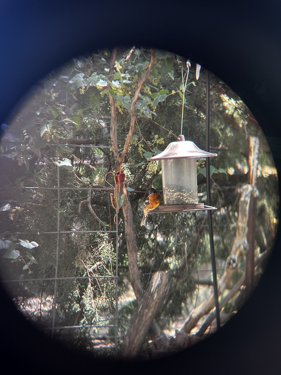 Black-headed Grosbeak - ML625628292