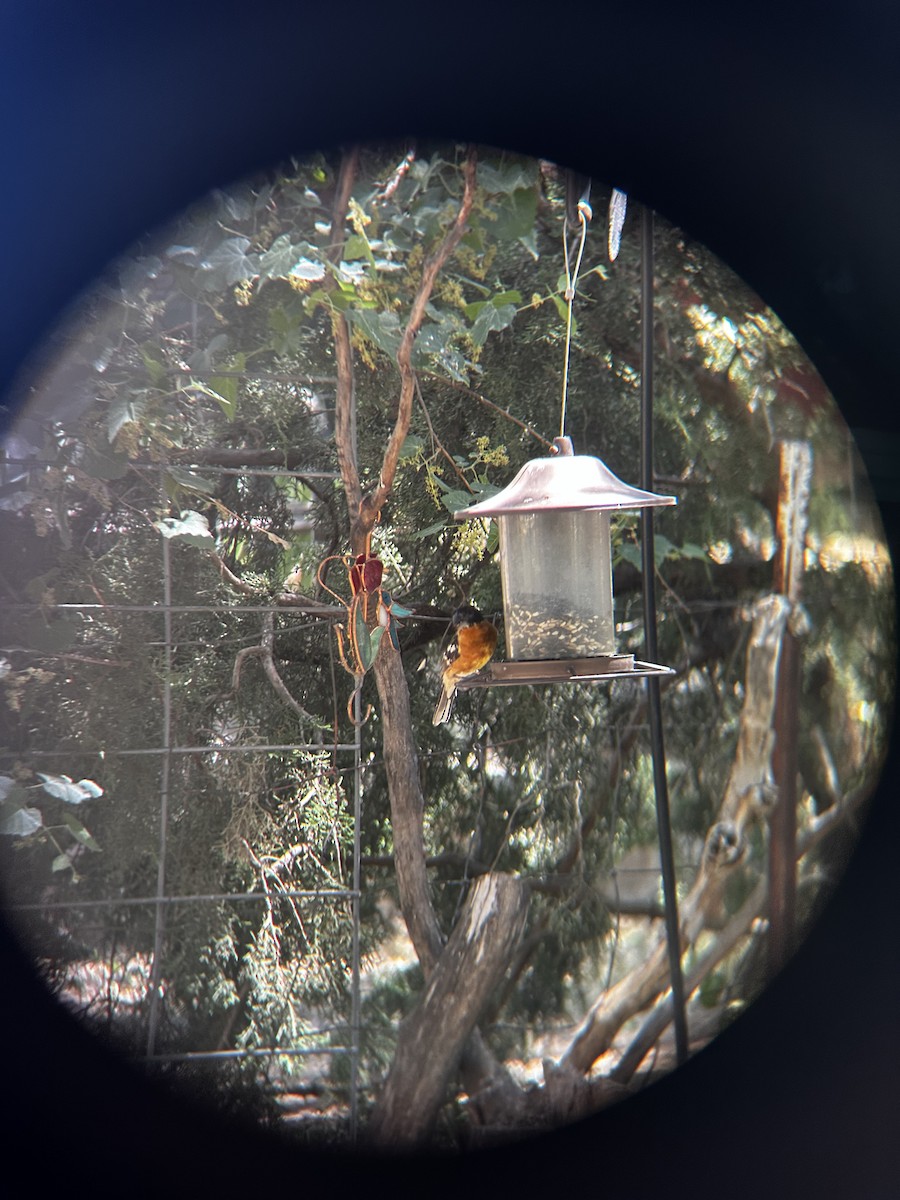 Black-headed Grosbeak - ML625628293