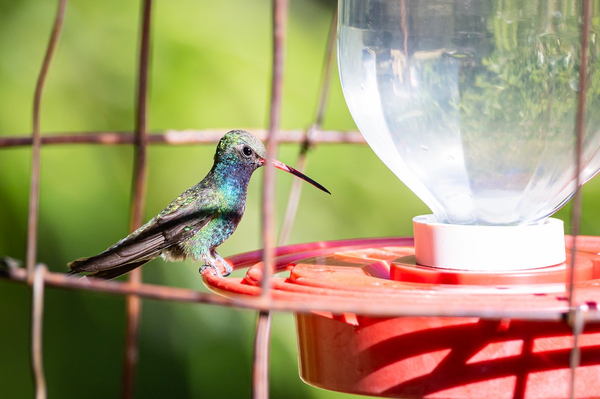 Broad-billed Hummingbird - ML625628350